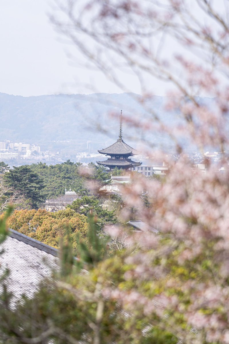 ここからまだ興福寺五重塔見えます🌸
鹿さんも見てるのかな？

#カメラ好きな人と繋がりたい　
#キリトリセカイ　
#landscapephotography 
#photography