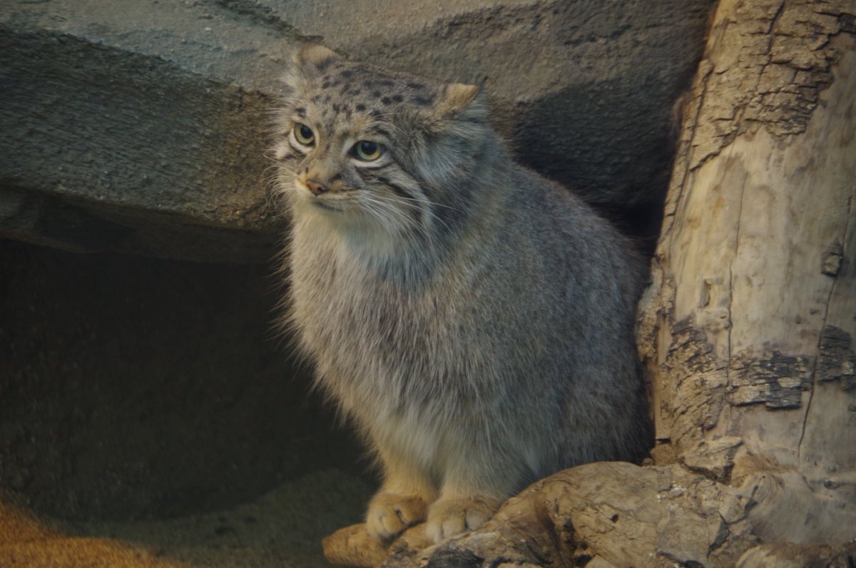 #国際マヌルネコの日