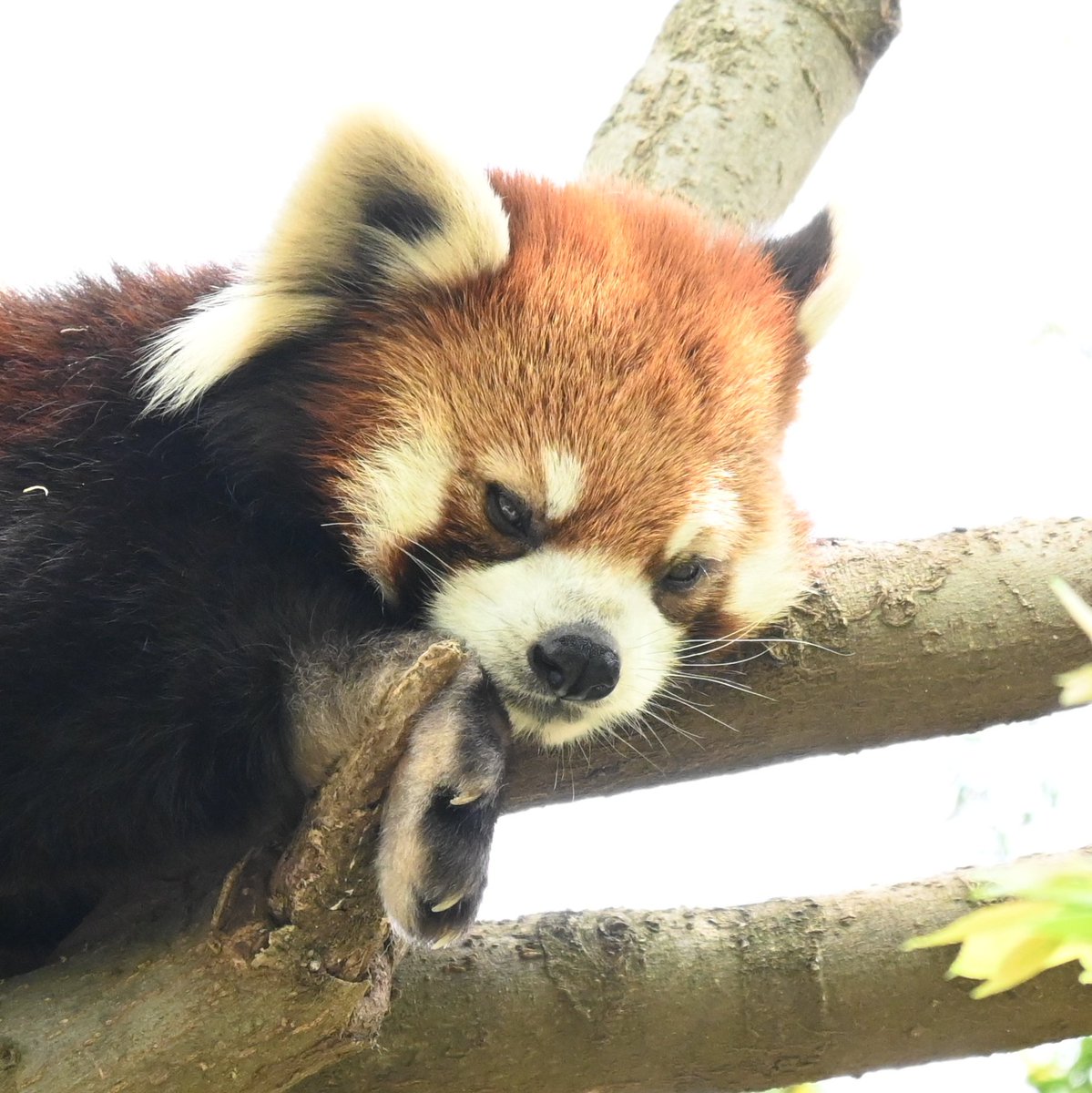 前肢に顎を乗っけて寝るのかわいいね☺️
📷2024.4.21
#よこはま動物園 
#ズーラシア 
#レッサーパンダ
#まめたろう
#RedPanda