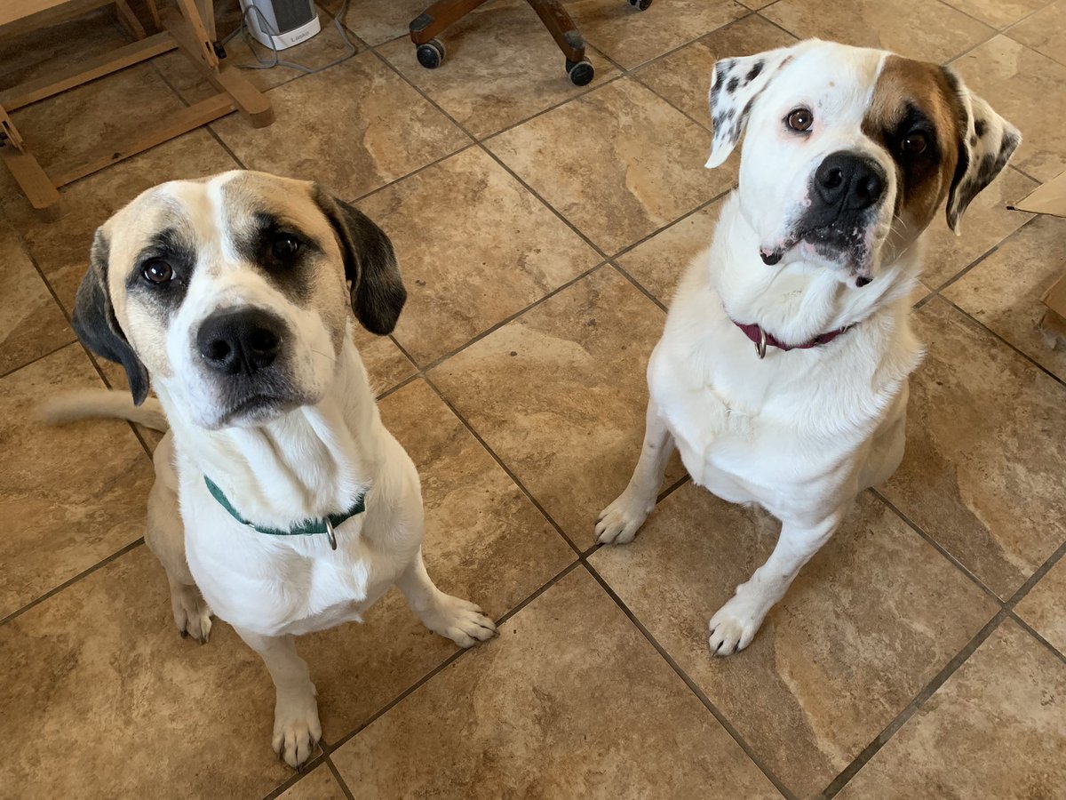 The faces of the good boys that eat 12 cups of (mixed) food between them every dang day. Sales make this possible!