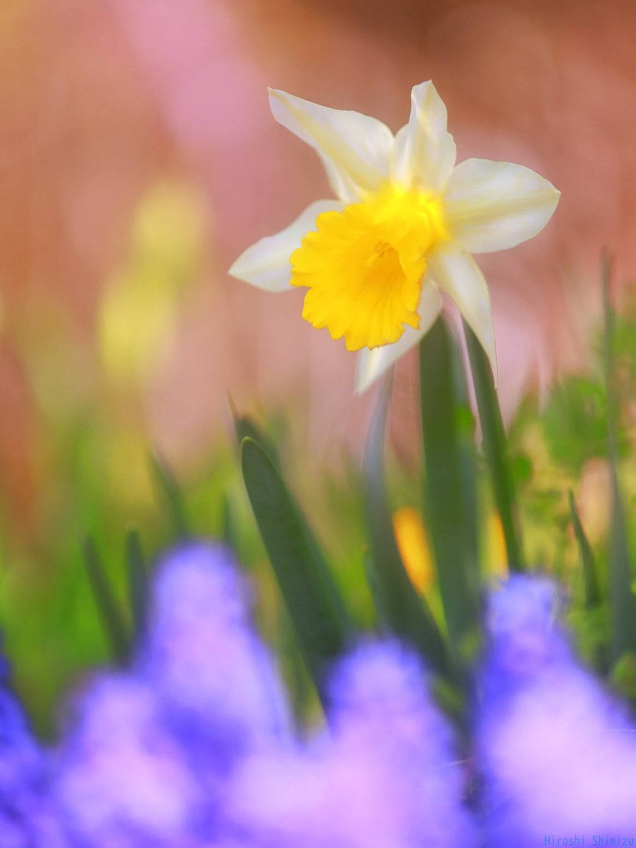春を告げる花のひとつスイセン
少し下を向いて
はにかむ笑顔のような
可愛らしさだった

#NaturePhotography