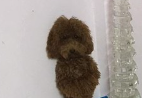 CallaoCruz's tweet photo. I swear, looking at my dog, I couldn't understand him anymore and he destroyed my house https://t.co/0bda99JOyl