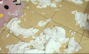 CallaoCruz's tweet photo. I swear, looking at my dog, I couldn't understand him anymore and he destroyed my house https://t.co/0bda99JOyl