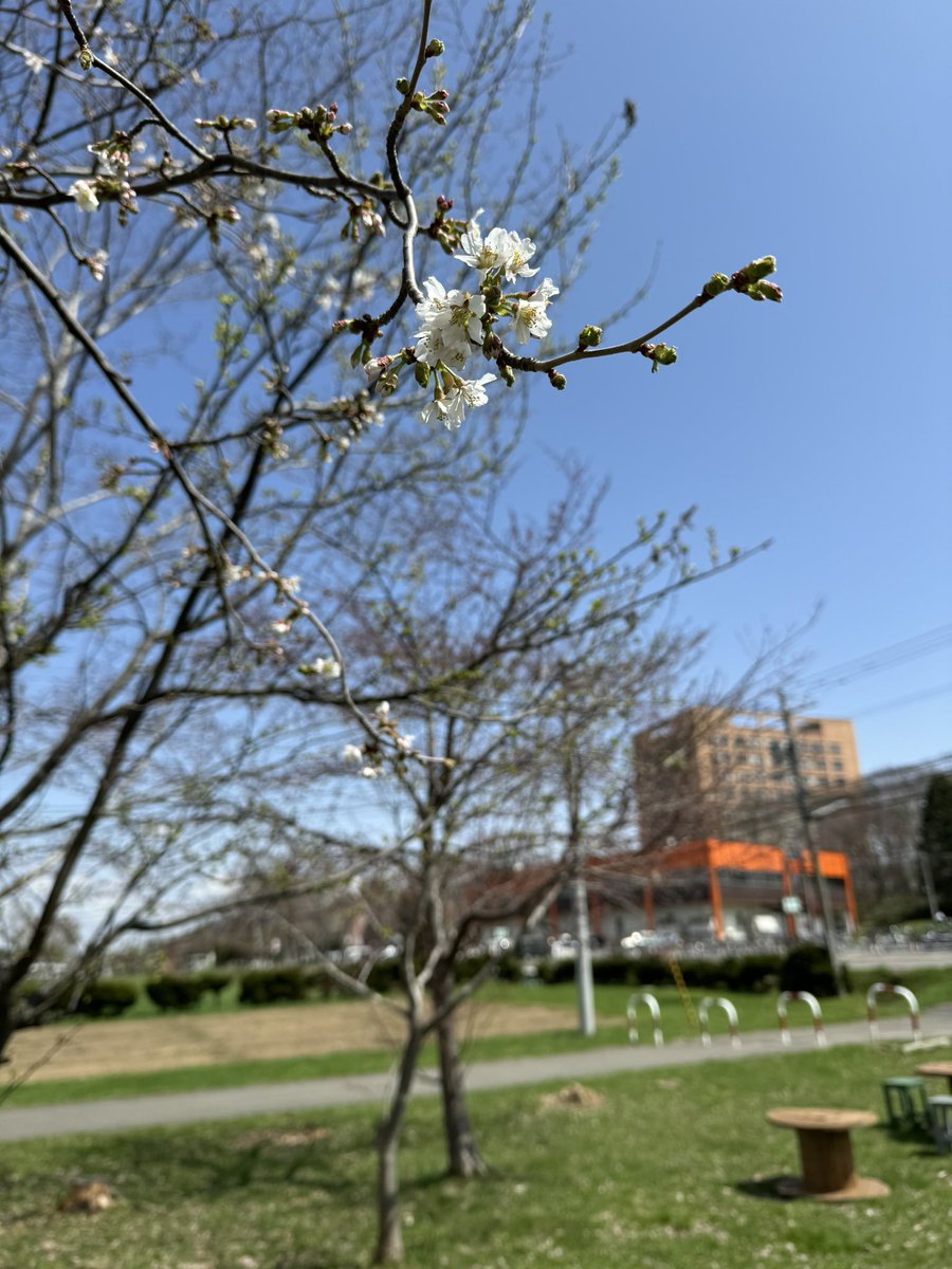 rakunogakuen's tweet photo. 春の酪農学園大学🌸
#構内の桜咲いた
#桜開花
#基礎ゼミ農園
#FEDREC
#北海道
#江別市
#酪農学園大学 https://t.co/uOo3vkXKc1