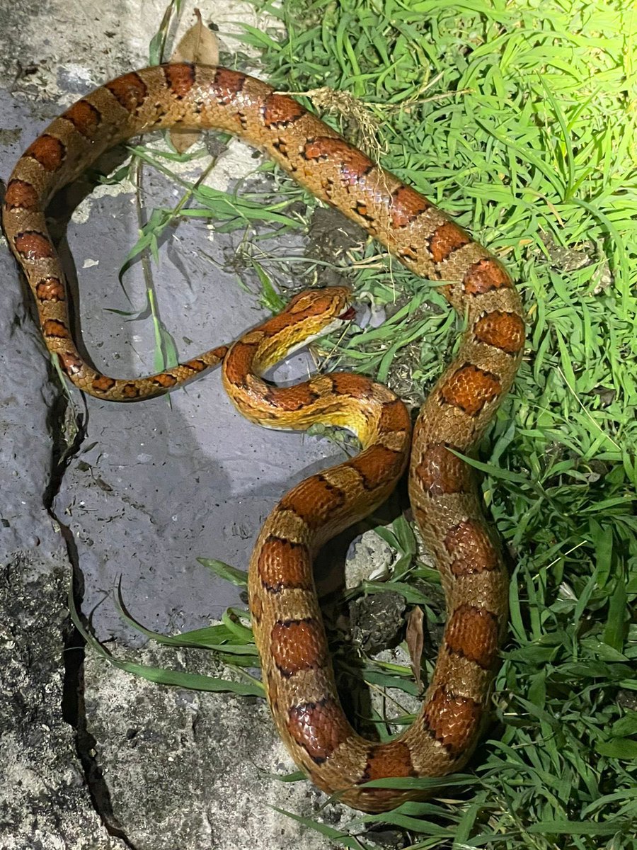 #WildLife🐍🐍🐍
Un serpent des blés, agonisant, mesurant 1,1 m, a été retrouvé route du May à Saint François ce soir vers 19h50. Intervention du @Sdis971 
@guadeloupela1e