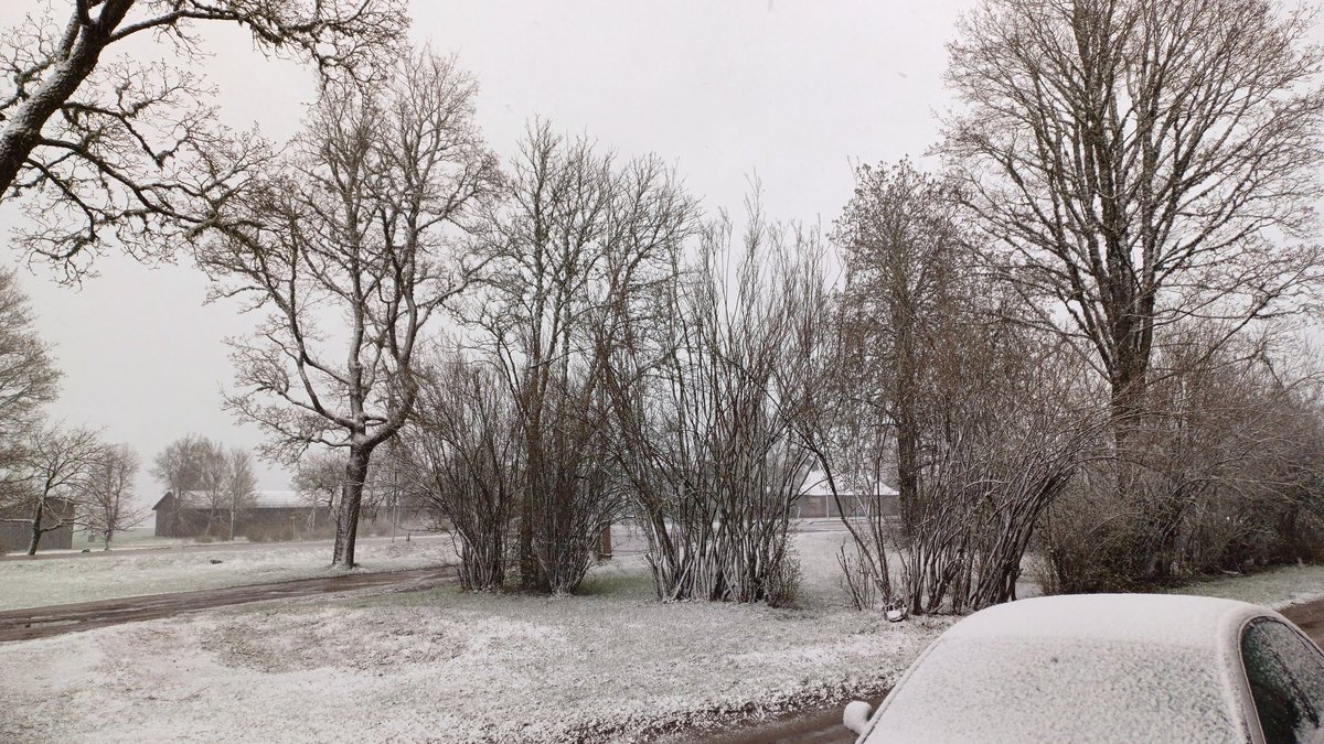 laikpstakli's tweet image. 23.aprīlī, Priekuļos atziema.❄️

#pavasaris #sniegs #aprīlis 

@LVGMC_Meteo @MeteoLatvia @boms_tricis