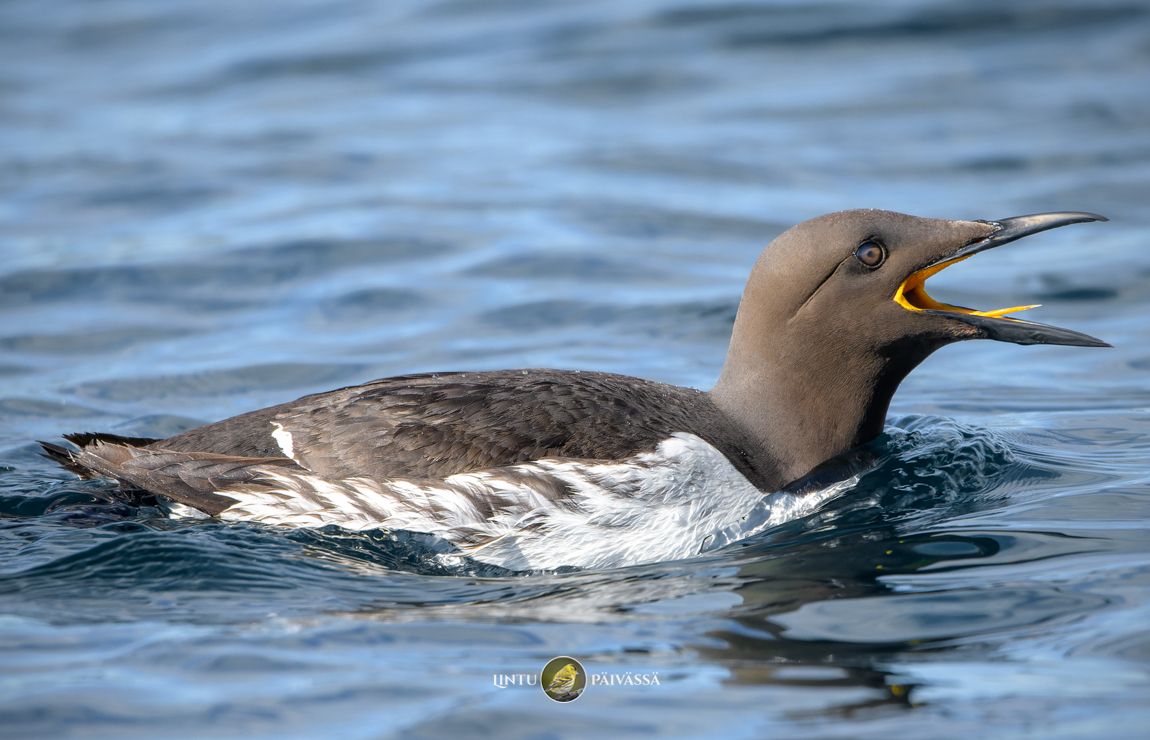 Etelänkiisla • Sillgrissla • Guillemot 🇳🇴 (Uria aalge)