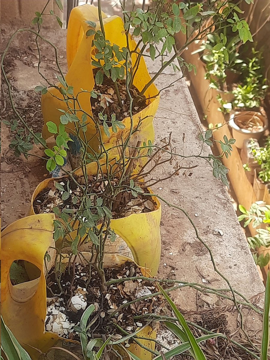 @Genpact Nice 👍, even I feel proud to say that I have been recycling waste plastic containers at my residence by planting low maintaince plants which need less water to grow & easily adaptable to any environment.