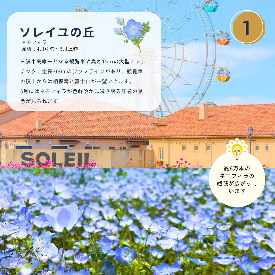SEABike2's tweet photo. ＼GWまで残りわずか！🌱／

横須賀エリアのおすすめスポット配信中！

ネモフィラやポピーの花畑や
横須賀美術館での鈴木敏夫とジブリ展と
魅力が盛りだくさんの横須賀エリア✨

まだ行く場所が決まってない！
という方はぜひ！

SEA-Bikeを借りて横須賀エリアを
思いっきり満喫してみませんか？🚲 https://t.co/HWhg342XO4