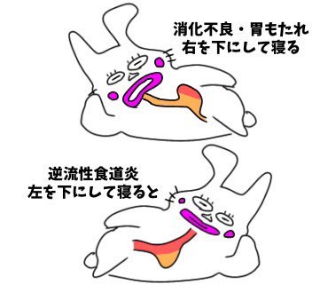 『胃の調子が悪い人は寝方を工夫してみよう』

【逆流性食道炎】
今症状が出ている人は左を下にして寝た方が胃の角度が鋭角になるので逆流しにくくなります

【消化不良・胃もたれ】
右を下にして寝てあげると食べた物が腸の方へに流れやすくなるのでおススメ