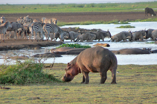 Discover the natural wonders and diverse wildlife of Lake Manyara.

Visit our website at  africanluxurysafari.com/african-safari  to learn more.

#LakeManyara #AfricanSafari #LuxuryTravel #WildlifeAdventures #NatureLovers #LuxuryTravel #SafariAdventure #WildlifePhotography #BigCatSafari