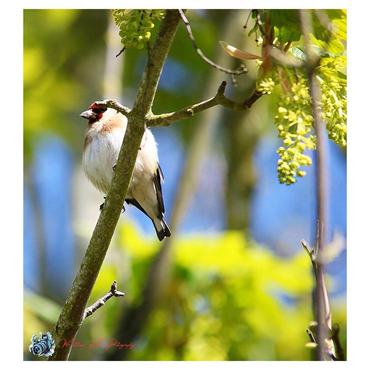 Goldfinch 

Wassell Grove, UK 🏴󠁧󠁢󠁥󠁮󠁧󠁿

#Goldfinch

#WassellGrove

#Photography