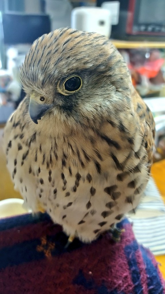 karura_kestrel tweet picture