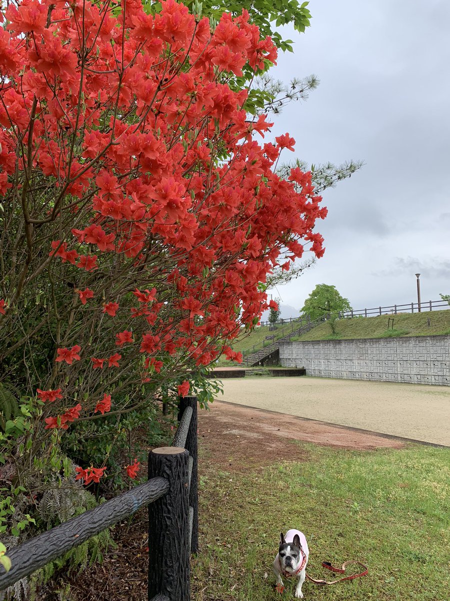 今朝のアロちゃんとお散歩😃🐶
まんのう町かりんの丘公園です🛝
雨の合間に☂️
真っ赤なツツジが燃えているようで綺麗だった🌺