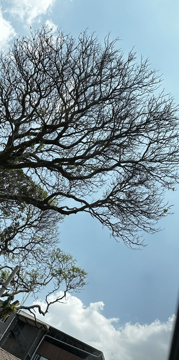 •Do like trees: change the leaves, but keep the roots. So, change your ideas, but keep your principles. ~~Victor Hugo #trees #bangaloreroads #vrupix