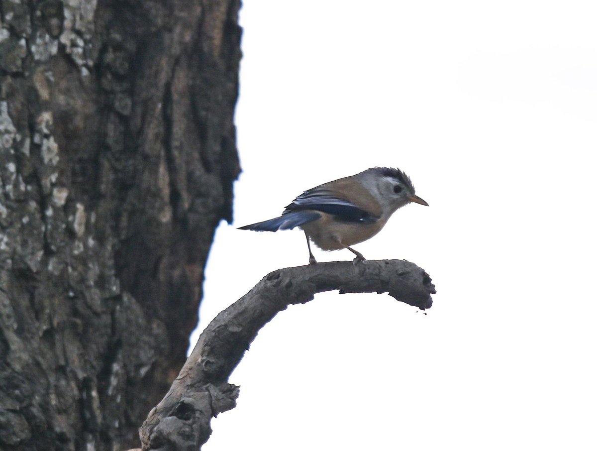Blue-winged Minla #lifer #IndiAves #BBCWildlifePOTD #BirdsSeenIn2024 #birds #birding #TwitterNatureCommunity #birdphotography #photooftheday @NatGeoIndia @NatureIn_Focus #uttrakhandtourism #uttrakhand @Advay_Advait