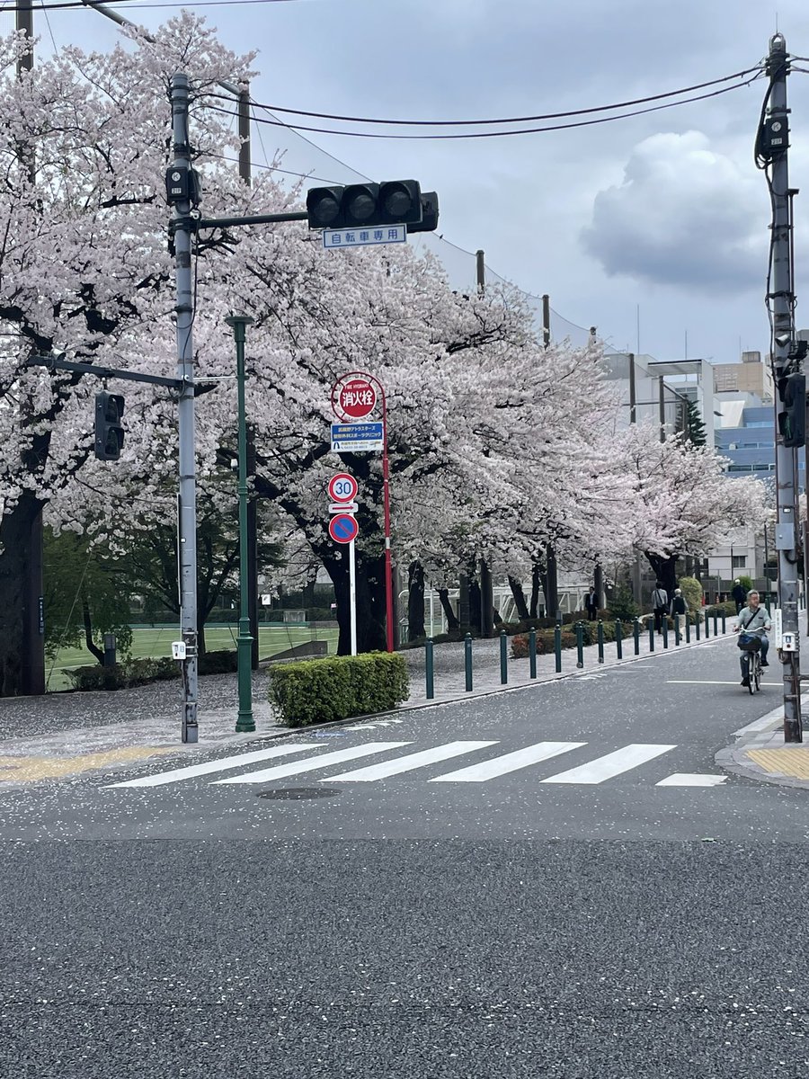 sumomo__02's tweet photo. 桜を見ながらお弁当食べたかったな
とりあえずピクニックに行きたい🌿 https://t.co/EltgGquxzJ