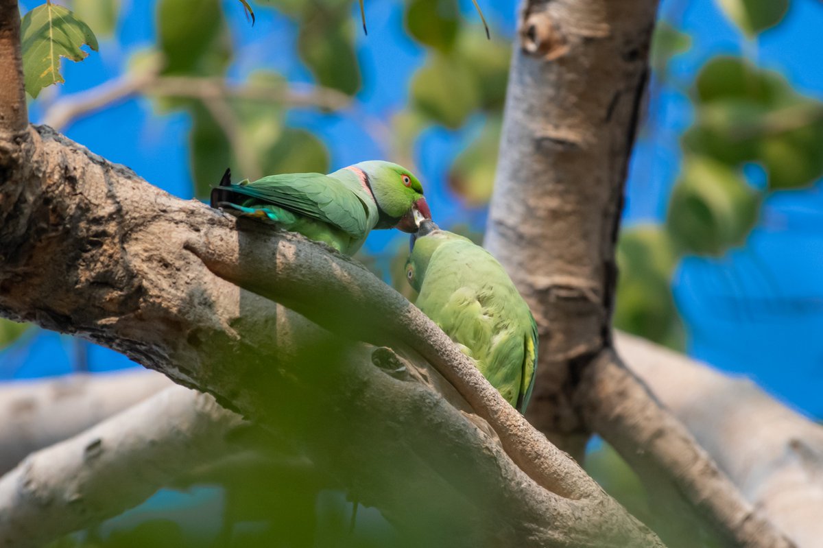 One Love | Rose ringed Parakeets | Salem | India
#RoseringedParakeets #nikonindia #parrots #nikonnofilter #nikontop #bird #indianwildography #nikonindiaofficial #bownaankamal #birdslife #nikonphoto #earthofficial #habitat #jawswildlife #discoverafricawildlife #indianwildlifes…