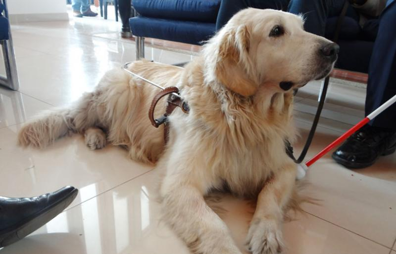 ¿#SabíaQue un perro guía se convierte en una extensión corporal de las personas ciegas? Aquí le contamos más sobre su labor, su adiestramiento y adaptación goo.su/fCbJ #DíaInternacionalDelPerroGuía