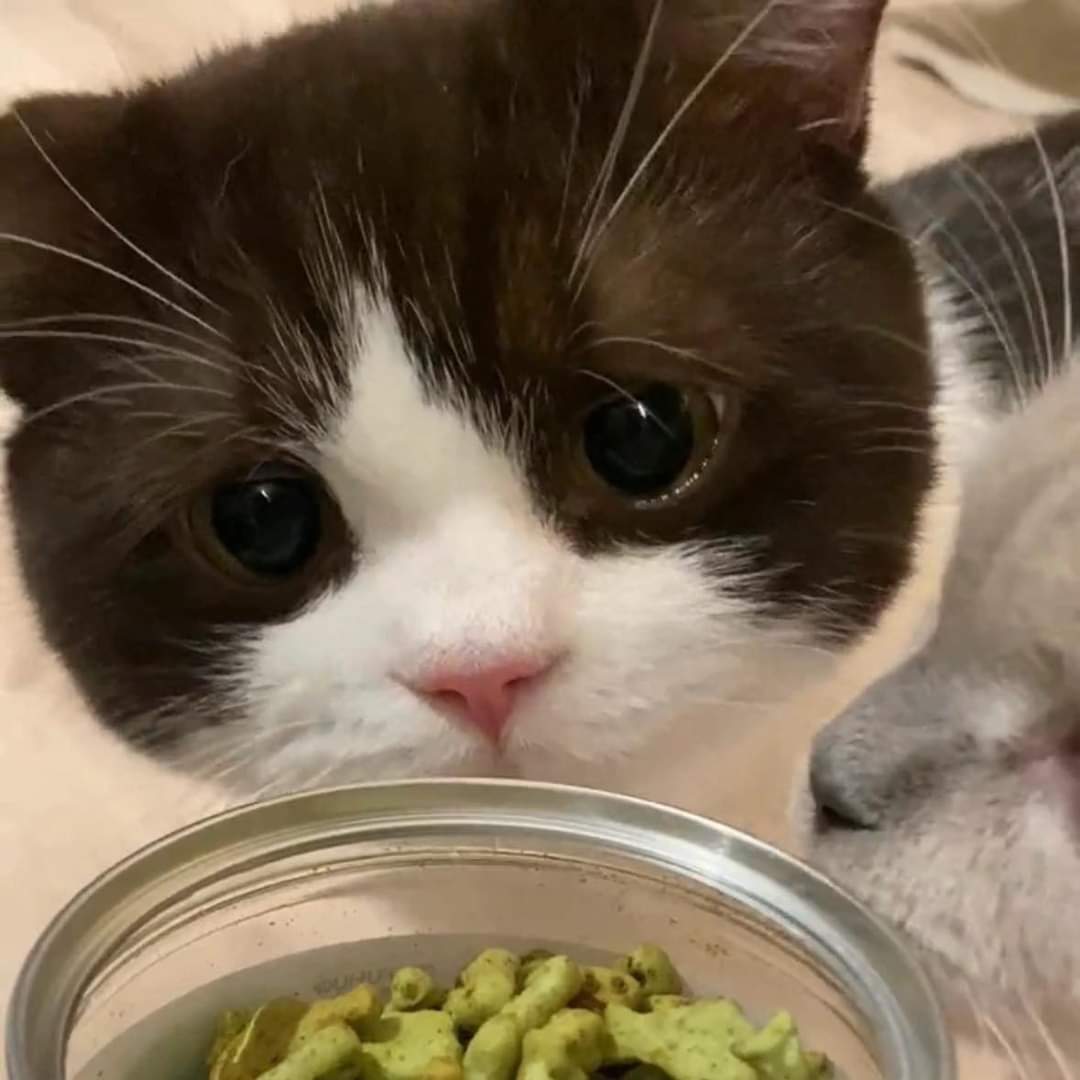 So adorable and delicious
#CatsofTwittter #cutecat