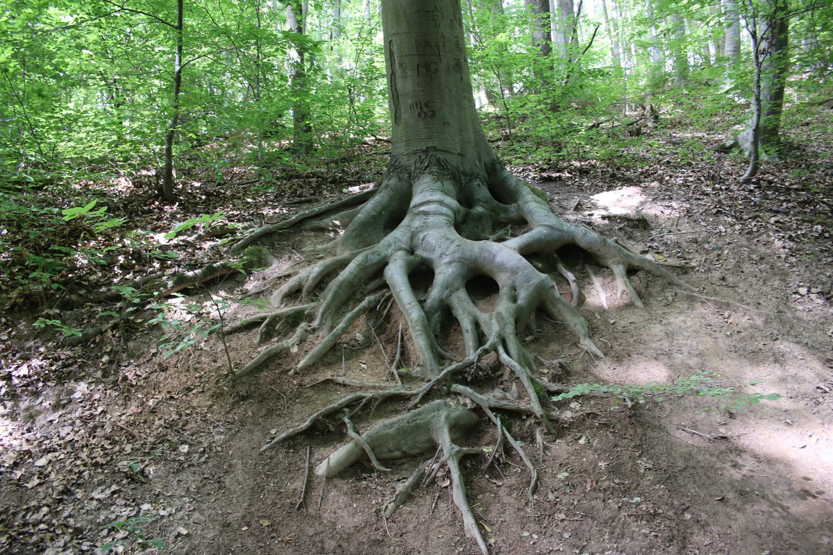 good morning treepeople and happy #thicktrunktuesday