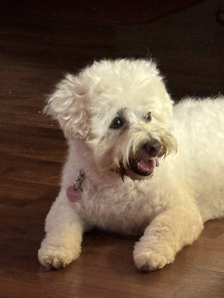 Sorry for your loss its very difficult time 😔😔
This is BillieJean she is 8 #westipoo 🩷 #australia