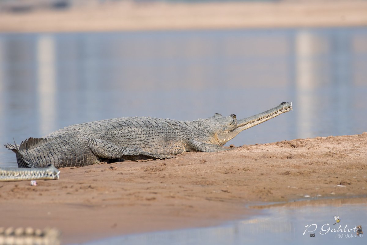 Some cold blooded #Reptiles from Chambal river Red-crowned roofed #turtle #crocodile Monitor #Lizard #Gharial #WildlifeConservation #Wildlife #Wilders #wildlifePhotography #wildearth #twitternaturecommunity #NatureBeauty #NatureBeautiful #photography #PhotographyIsArt