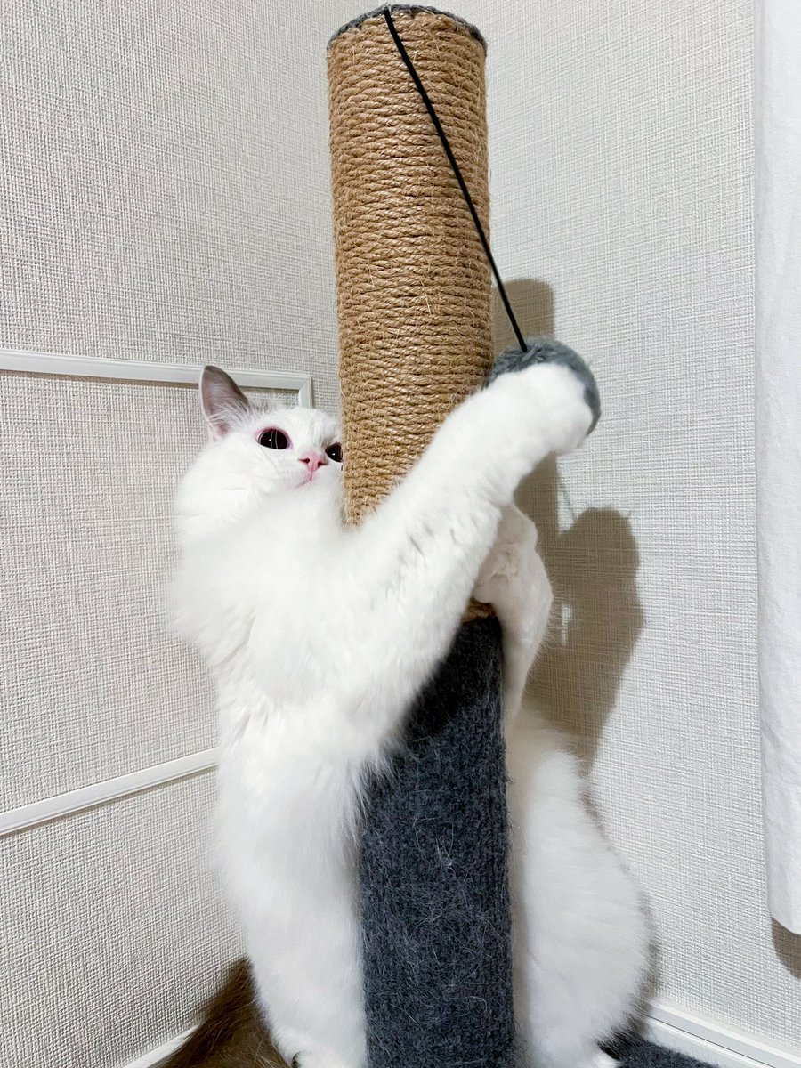 temmie20221224's tweet photo. 2023.12.25。
パンチングマシーンのように遊んでいます。
#day367 #猫パンチ #猫のいる暮らし #猫のいる生活 #テミー #temmie #ラグドール #ragdoll #猫 #cat https://t.co/F6mREgPwww