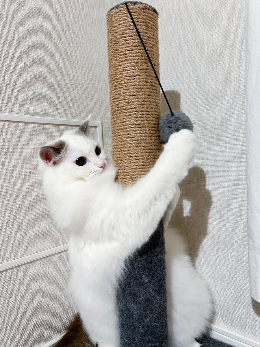 temmie20221224's tweet photo. 2023.12.25。
パンチングマシーンのように遊んでいます。
#day367 #猫パンチ #猫のいる暮らし #猫のいる生活 #テミー #temmie #ラグドール #ragdoll #猫 #cat https://t.co/F6mREgPwww