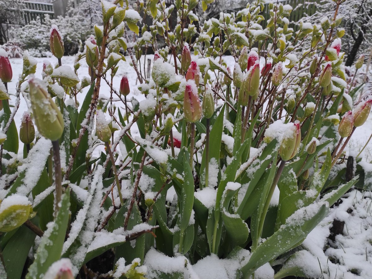 wikt0rrs's tweet photo. Labrīt! Pa nakti Rīgā no jauna atsāka snigt un vēl daži cm uzsniga. Šorīt visi koki un puķes ir apsnigušas baltas. Neliela līdz mērena stipra snigšana turpinās. 🌨️❄️
#pavasaris #aprilis #sniegs #atziema
@LVGMC_Meteo @meteolapa https://t.co/eyHQcV9zw5