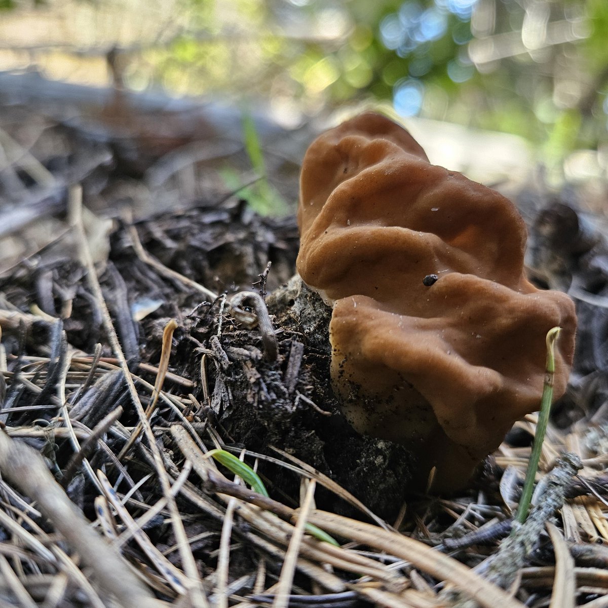 Also these.
.
#fungi #forestfloor #sustinence #survivalfood #mushroom #calfbrain #stopandlookaround #pnw #easternoregon