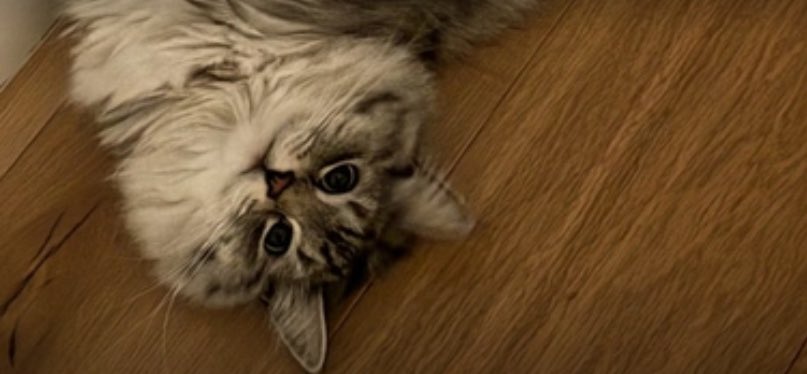 japan_plays's tweet photo. @TheMisterFrog oh you mean $TOLYCAT

✌️😹✌️ we sending it 

CTO GOING CRAZY

https://t.co/JRjGdFVEAR https://t.co/MmaFspRrU1
