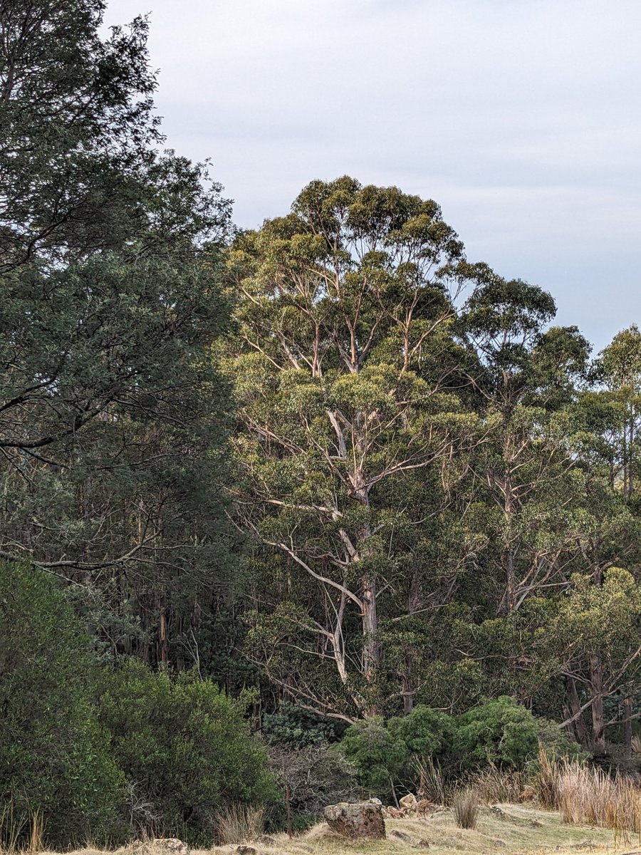 Just a big lovely tree. That's all. Snug Tiers, Tasmania.