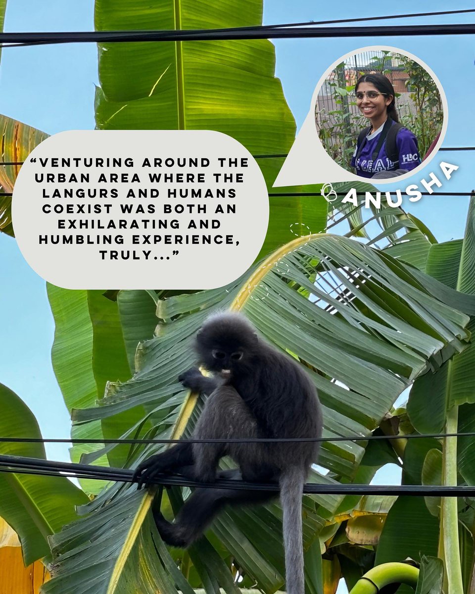 Fieldwork sharing from Anusha 🙌 

instagram.com/p/C53DzyuJRl5/…

#LangurProjectPenang #BridgeToCoexist #CoxistenceForAll #CommunityScience #CitizenScience #environmentaleducation #collaboration #primates #volunteer