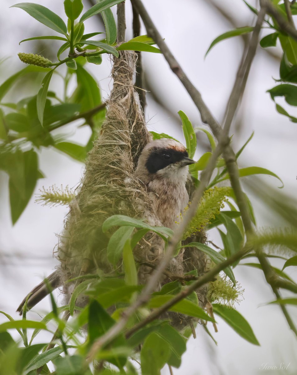 SitarSitarSitar's tweet photo. Budowa gniazda trwa

#IwaSol #remiz #birds #wildlife #NaturePhotography #April https://t.co/fXvv92zaxB