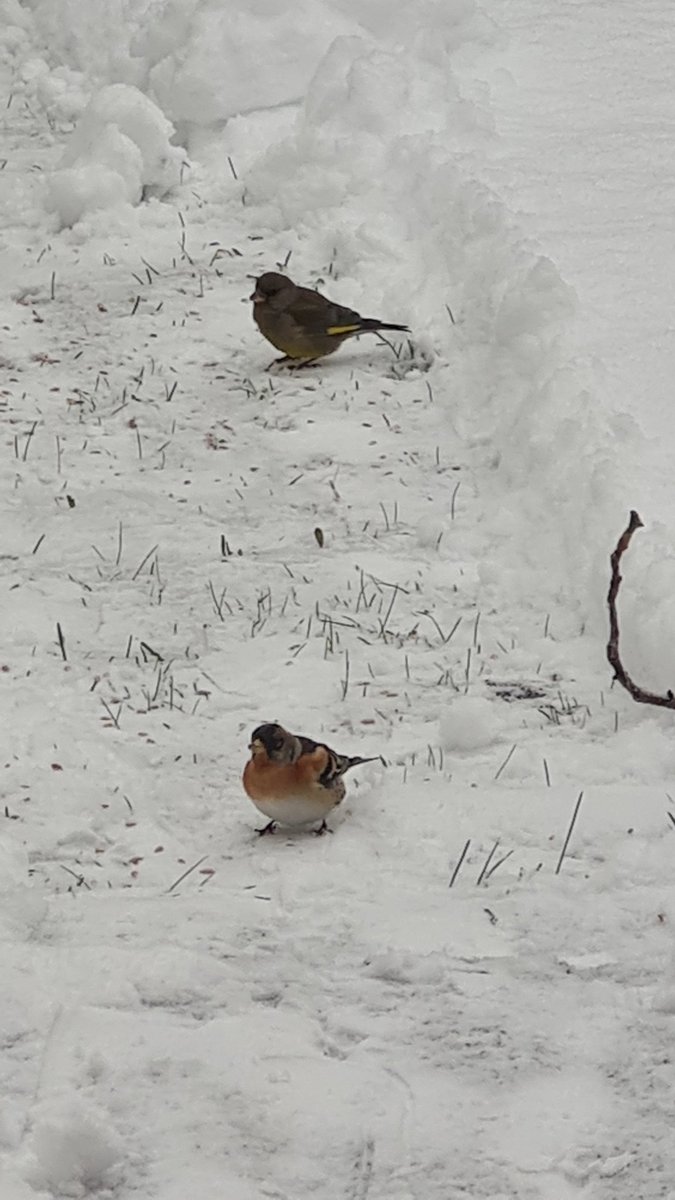 Linnut on ilmeisen pulassa. Aurasin aamulla ruohobaanan ja heittelin vähän siemeniä siihen kokeilumielessä.  Vastaanotto erittäin nopea ja positiivinen: 4 #järripeippo'a, 2 #viherpeippo'a, #sinitiainen, jne. Kai se vähän auttaa tässä #takatalvi'ssa?