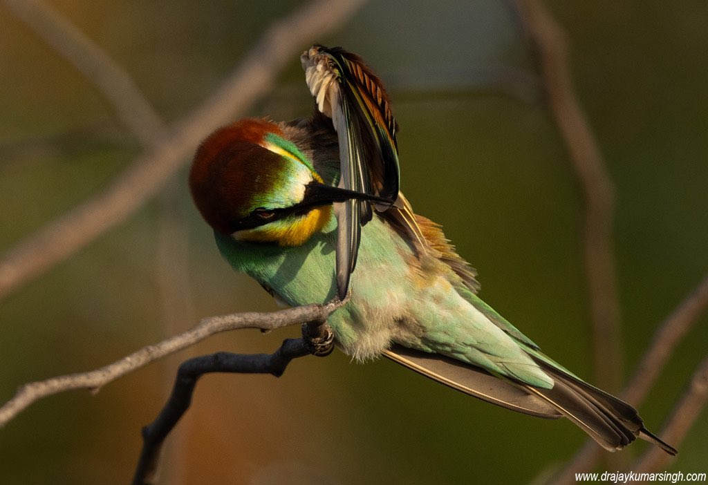 European bee-eater, Bahrain. #EuropeanBeeEater #BeeEater #Wildlife #Bahrain