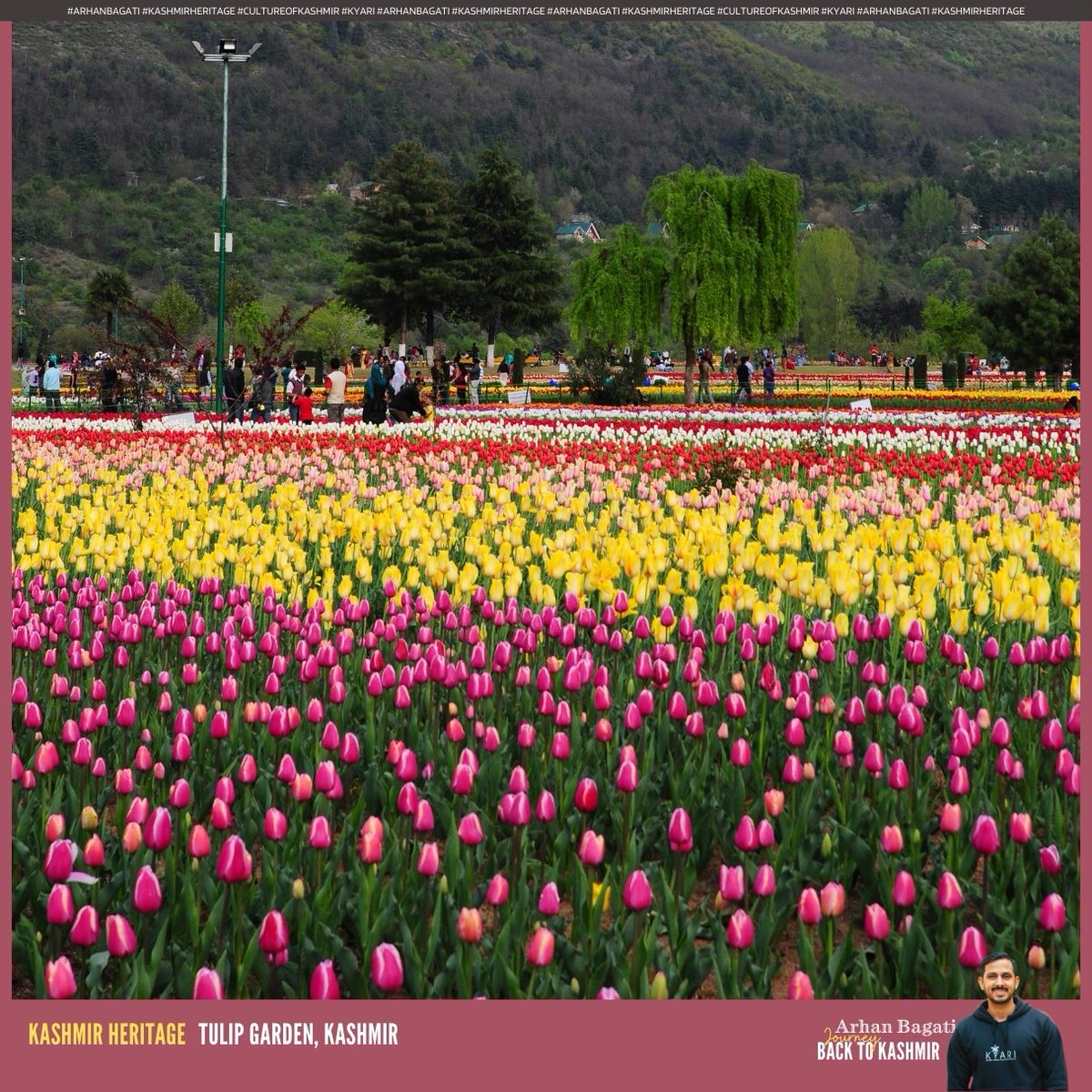 Spring is here in Kashmir, and it's beautiful! The whole valley is filled with colourful tulips and flowers everywhere you look. It's like nature is putting on a big, bright show for all of us. #kashmir #Spring #tulipgarden #JKtourism #youthforjk #kyari #hanumanjanmotsav