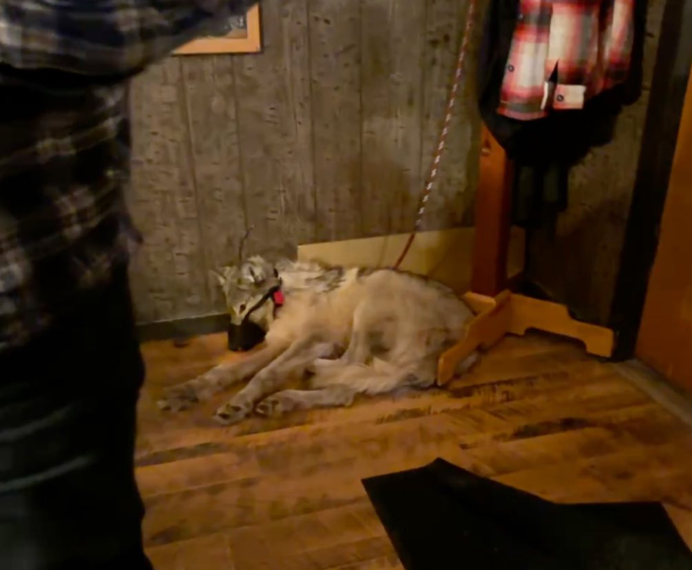 Please sign this petition and boycott Wyoming, and any other state that legally allows the torture of any animal! 

CHANGE.ORG Petition
change.org/p/demand-felon…