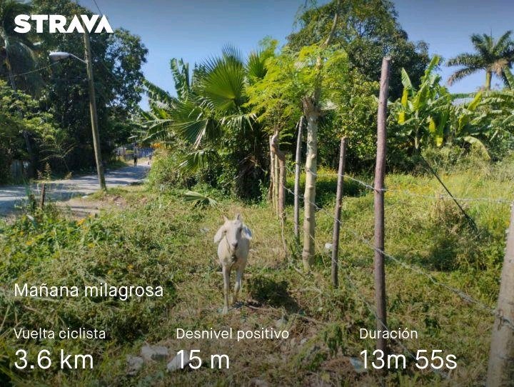 nanixxx_FT's tweet photo. Echa un vistazo a mi actividad en Strava:
Fue tan milagrosa esta mañana que, según Strava, iba a 115 km/h. Apuesto a que los muchachos y muchachas del equipo nacional me quieren conocer.
#biking #biketracking #bike
https://t.co/ULFfyHEzic https://t.co/BTY85BzGsz