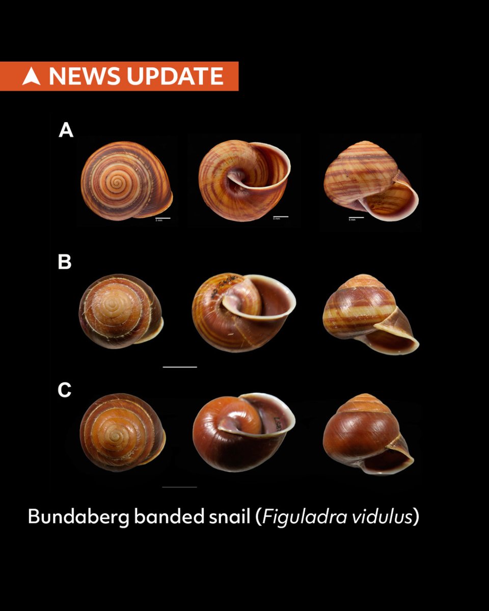Four new-to-science #snails have been discovered during a revision of the eastern #Queensland land #snail genus 'Figuladra'. This includes one named for @robertirwin known as the banded snail (Figuladra robertirwini) 🐌 📷 @qldmuseum