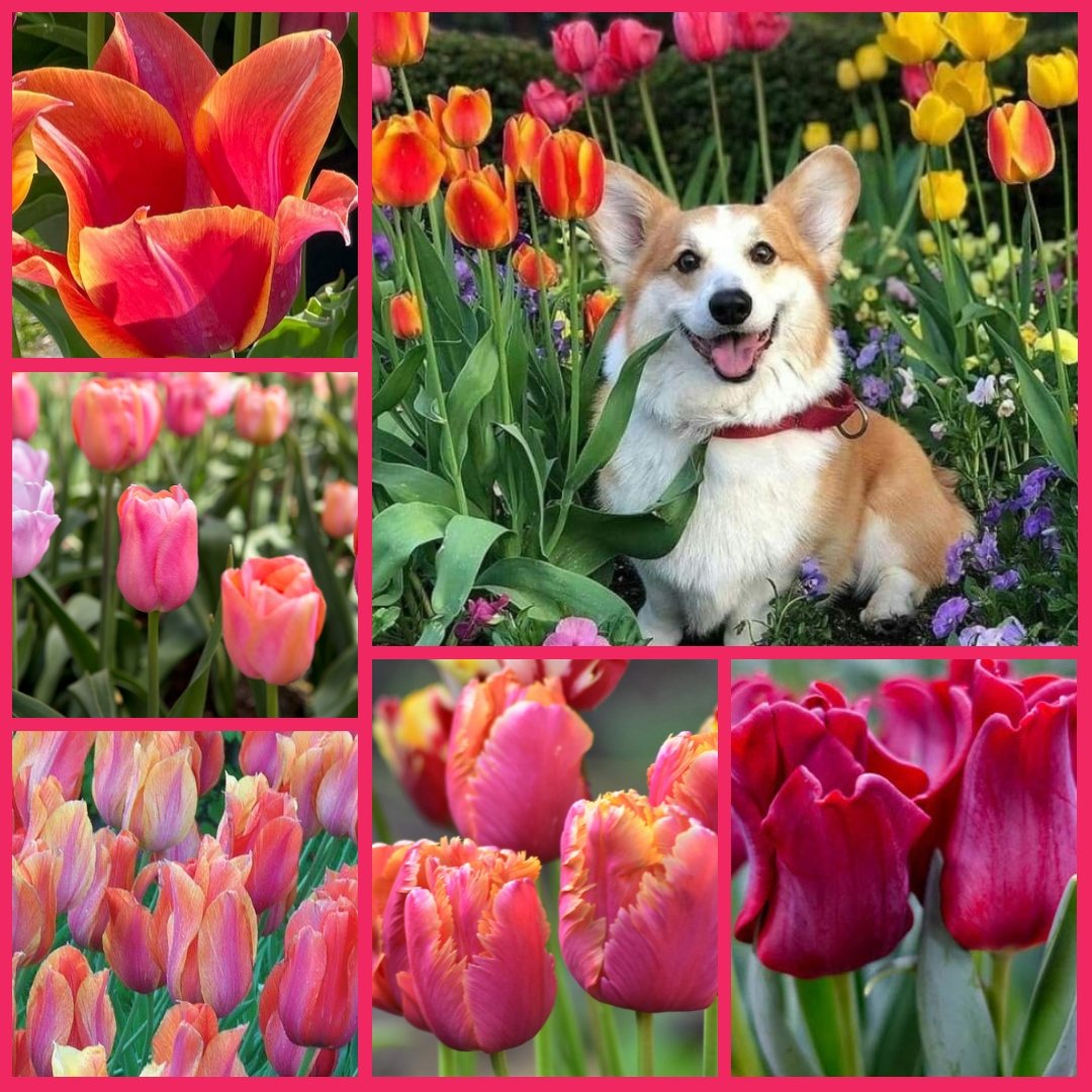 I hope your #TulipTuesday brings you a bit of #joy and #laughter 🌷 #tulips #Flowers and a #corgi 🐶