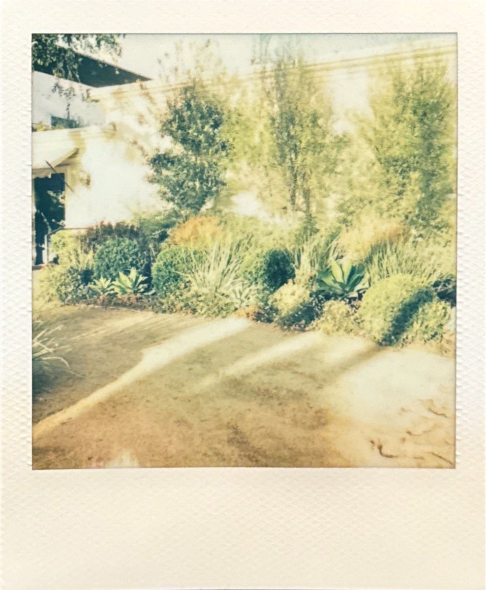 Day 113 / 366 🌳🏠 🌎 “Let us be grateful to the people who make us happy; they are the charming gardeners who make our souls blossom.” - Marcel Proust #mypolaroidperspective #polaroidI2 #EarthDay