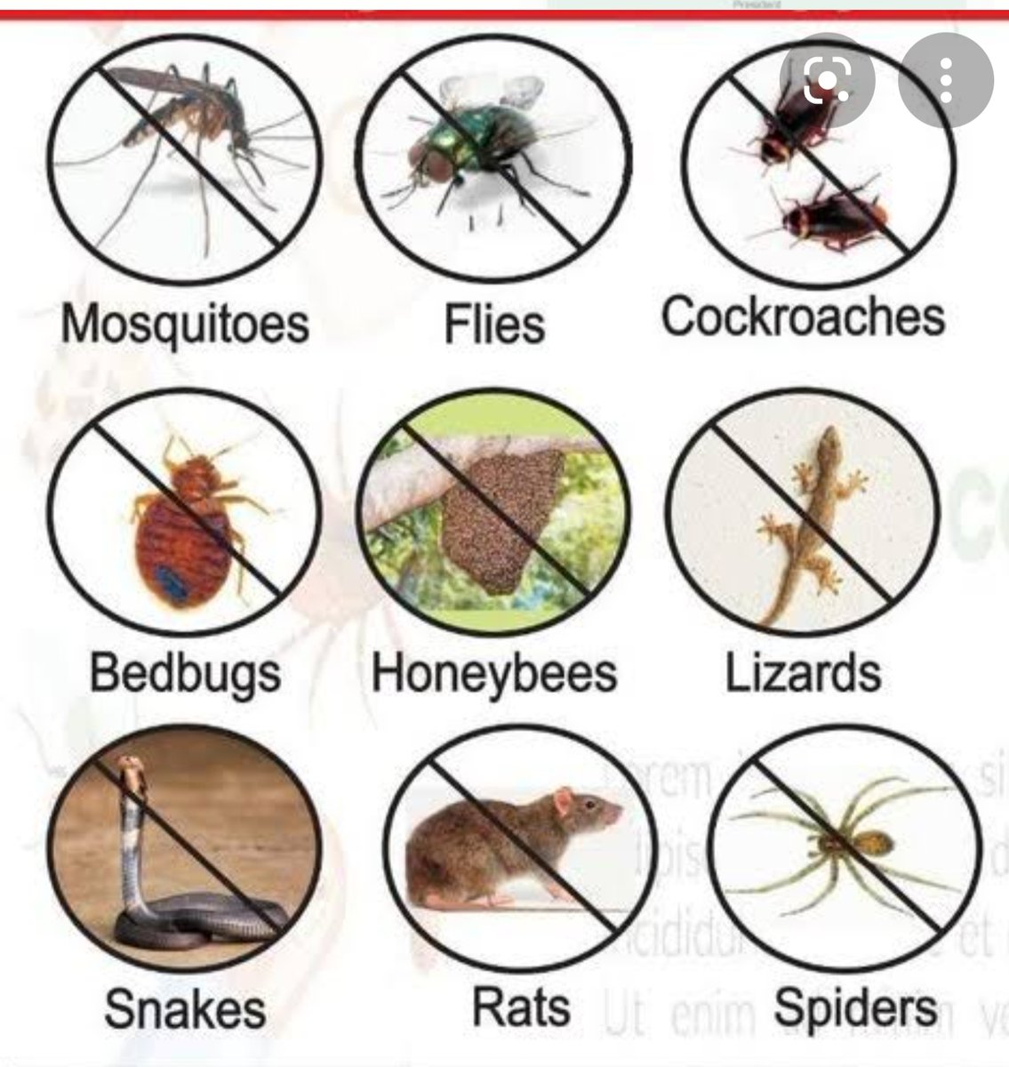 Say goodbye to pesky pests with our expert fumigation and pest control services in Rongai! Our customized solutions ensure a pest-free environment. Contact us today for effective and reliable pest management! #PestControl'
ellacleaning.co.ke/rongai/