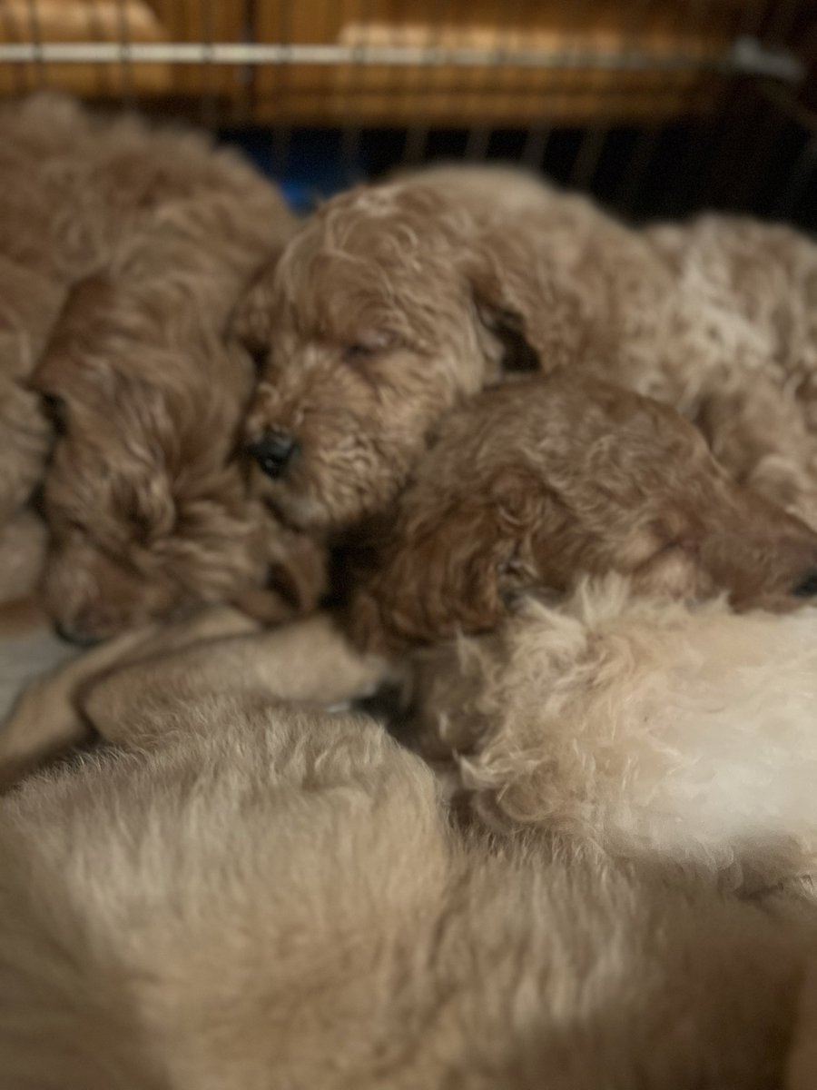 We have 2 pups left! One male and one female if anyone is interested. Selling them for $800 each. Dm if interested 🐶