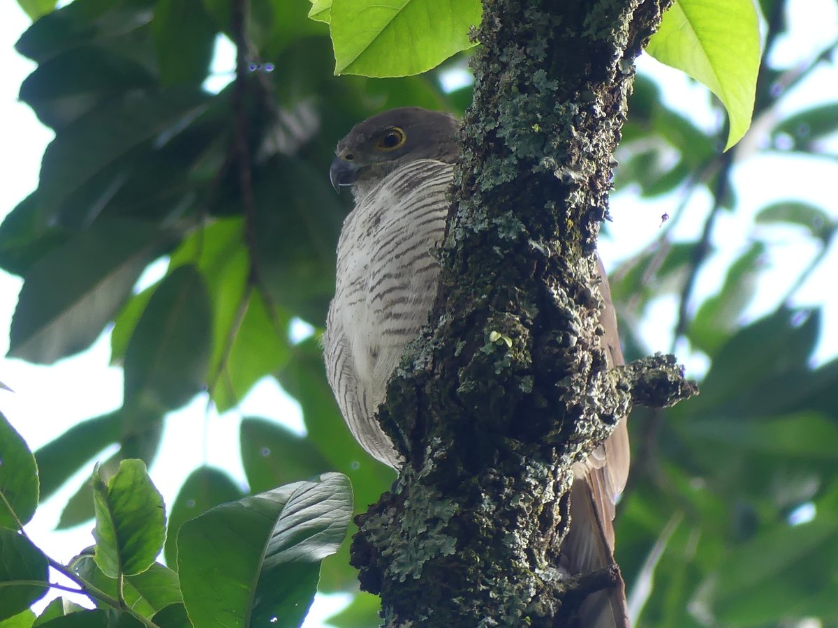 African Goshawk - #Kabete 

#birdsseenin2024