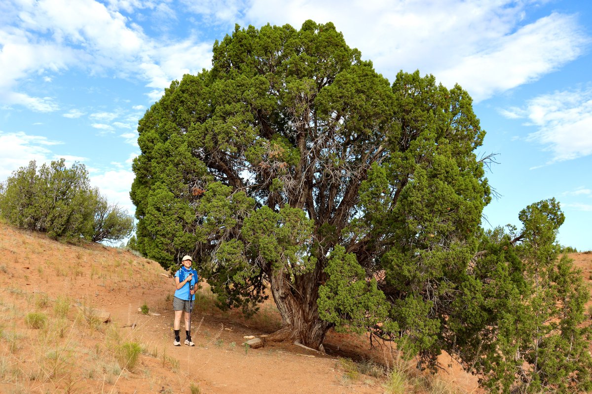 Happy #ThickTrunkTuesday to everyone loving #trees 

Here is another of my friends: a stunning Utah juniper.

Utah - 2023

Have a good day!

#hiking #hikingadventures #nature #naturelovers