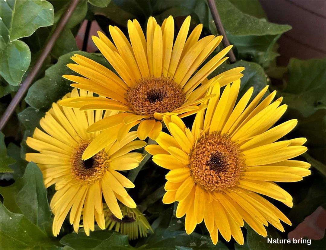 Gerbera Daisy is really very cute, and one of the most popular cut flowers. If they keep you in a vase, then run for at least one week, that is the reason people like to see it in their garden...read...naturebring.com/growing-gerber…
#gerbera #naturebring #growing #care #flower