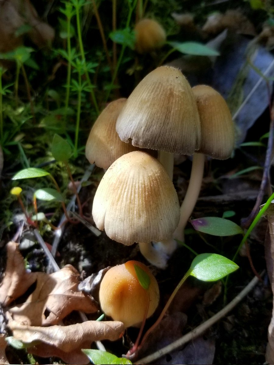 #MushroomMonday gotta love spring! 🍄🌿