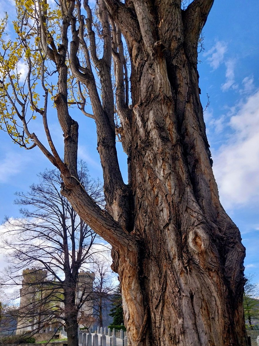 Happy #thicktrunktuesday from the Aymavilles Castle Park 🌳